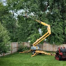 Best Tree Cabling and Bracing  in Flemingsburg, KY