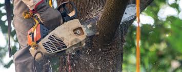 Best Root Management and Removal  in Flemingsburg, KY