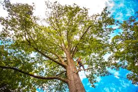 Best Lawn Pest Prevention  in Flemingsburg, KY