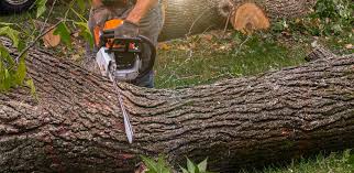 Best Tree Maintenance Programs  in Flemingsburg, KY