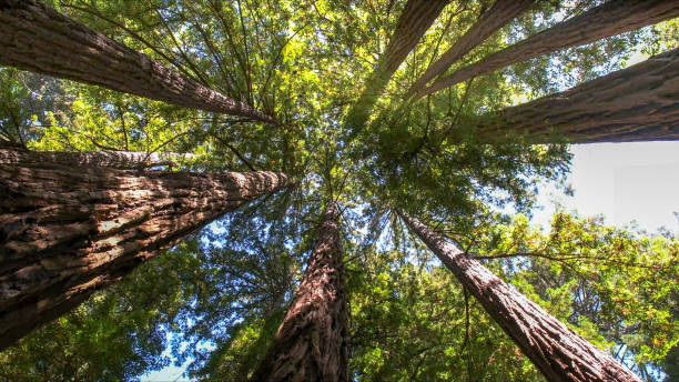 Reliable Flemingsburg, KY Tree Services Solutions