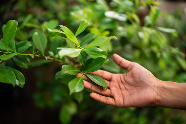 Best Tree Disease Treatment  in Flemingsburg, KY