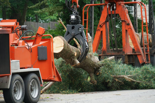 Best Grass Overseeding  in Flemingsburg, KY