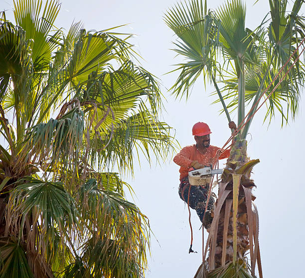Best Tree Health Inspection  in Flemingsburg, KY