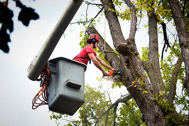 Best Tree Trimming and Pruning  in Flemingsburg, KY