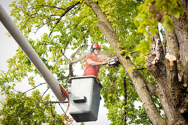 Best Aeration Services  in Flemingsburg, KY