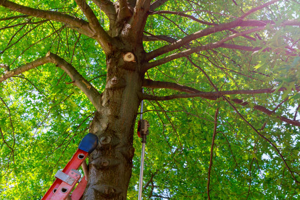 How Our Tree Care Process Works  in  Flemingsburg, KY